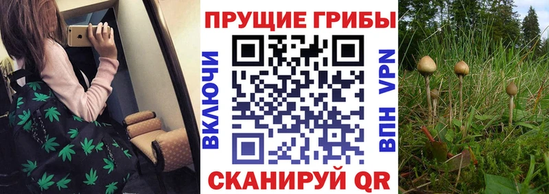 Псилоцибиновые грибы мухоморы Купить где Курчалой